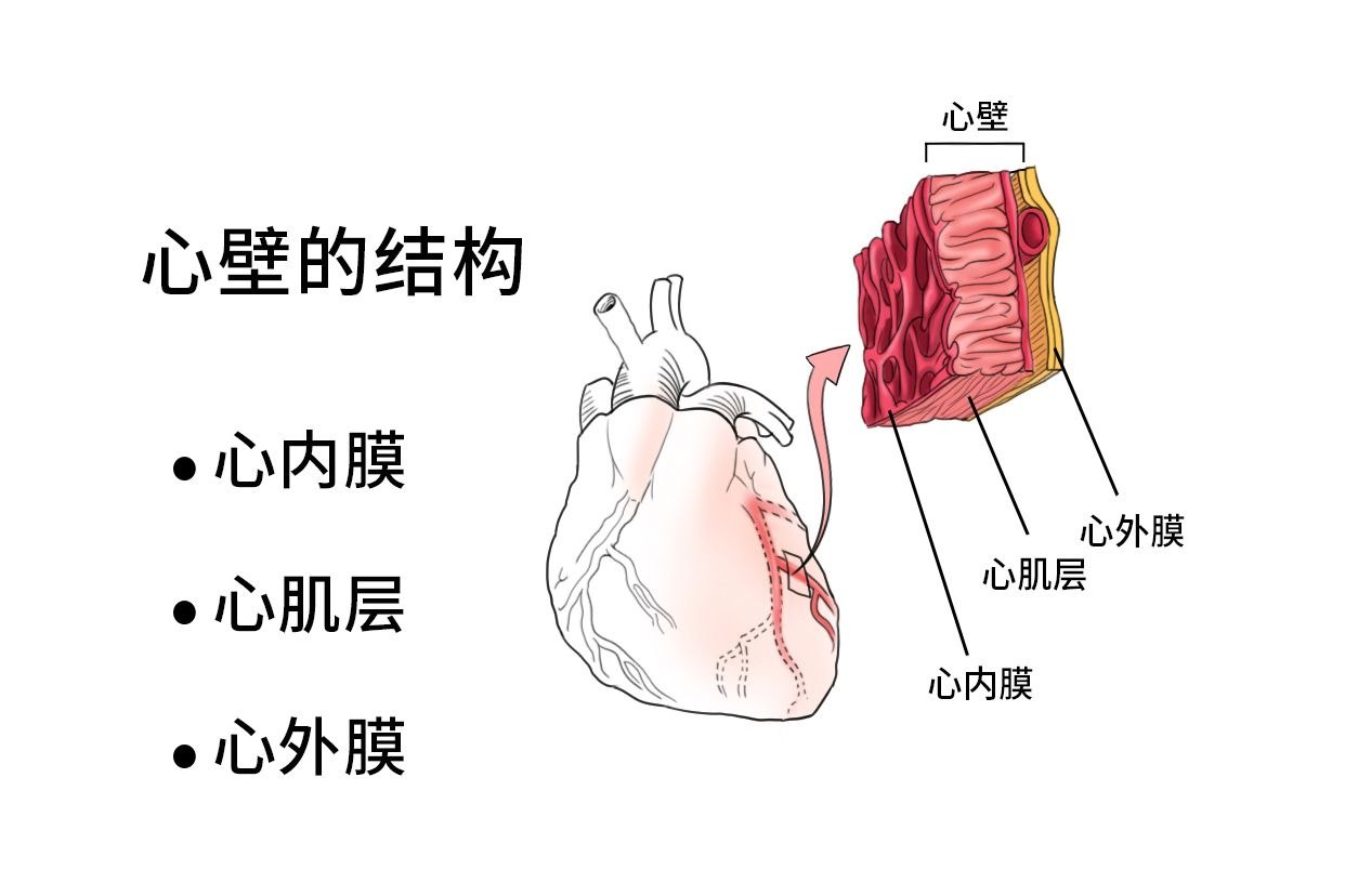 心脏壁结构示意图