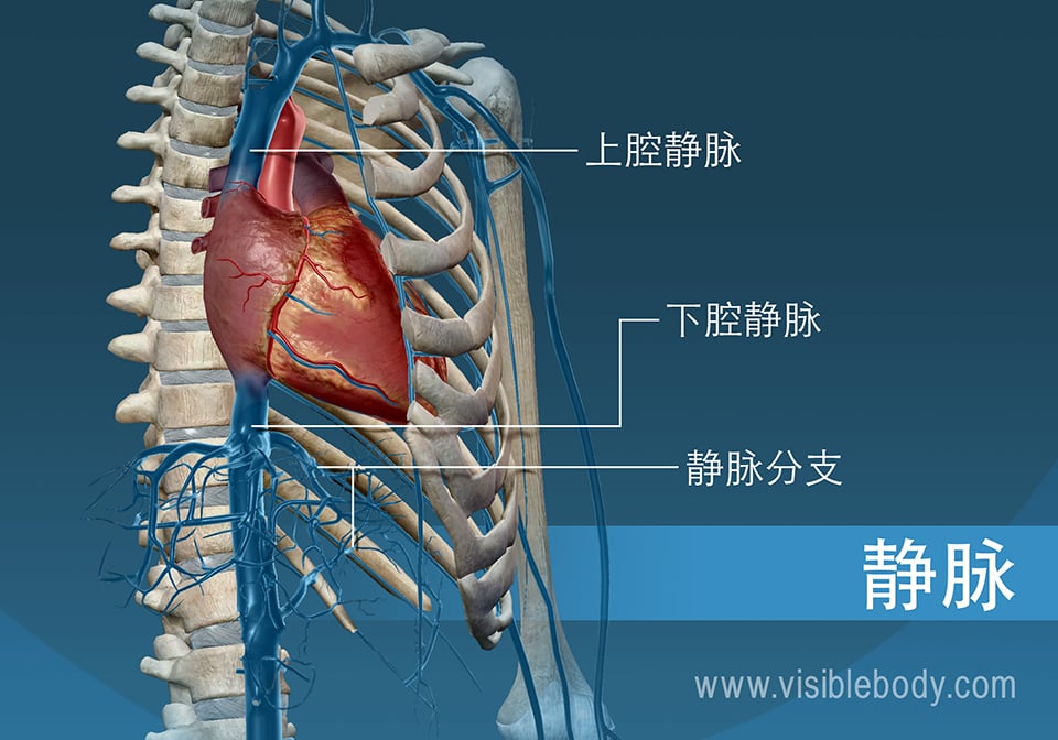 静脉示意图