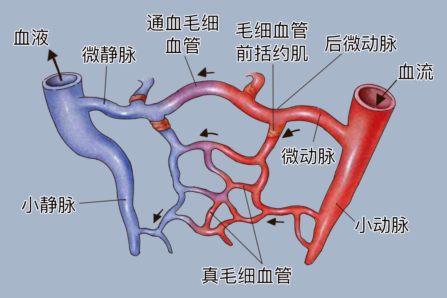 血管网络示意图