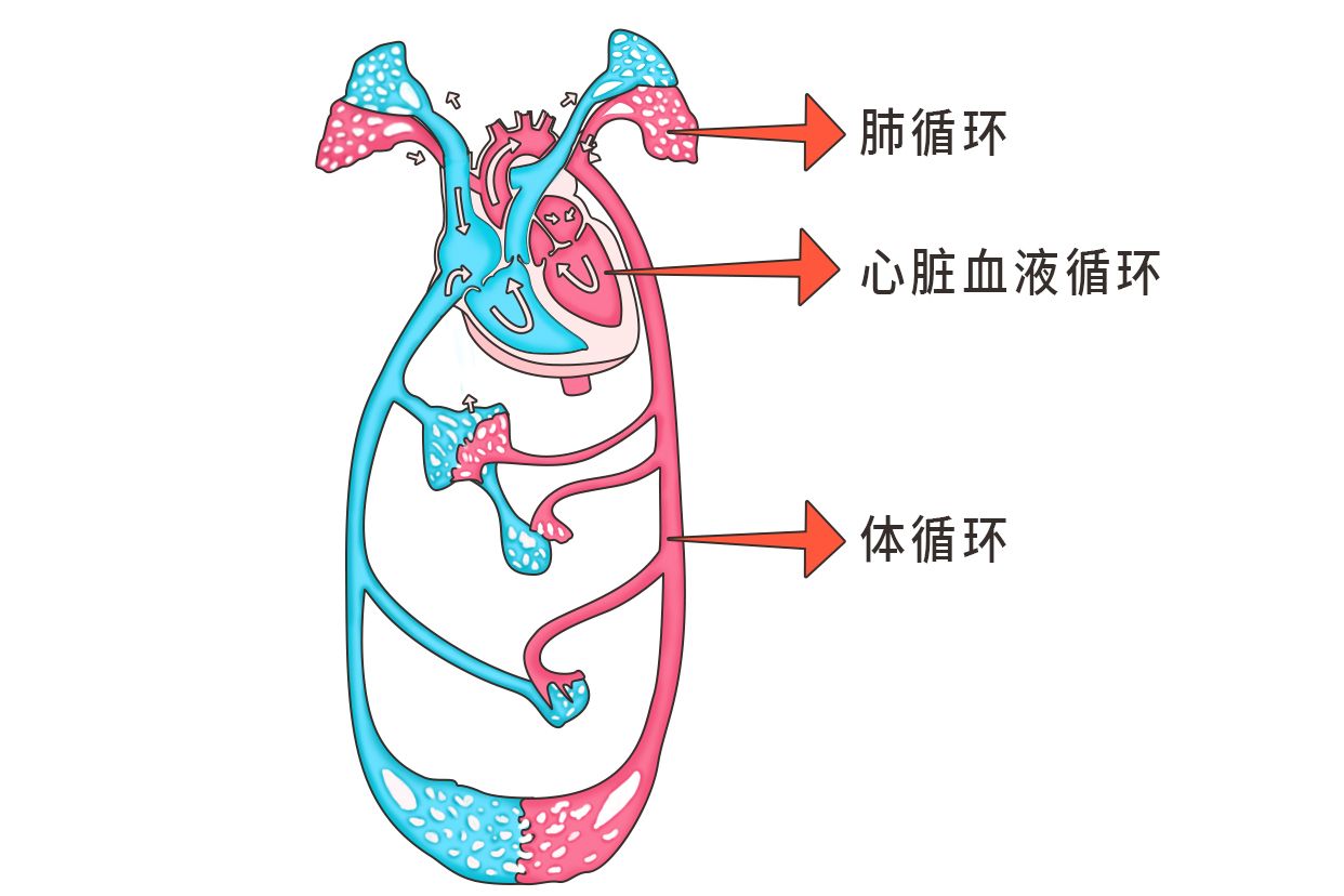 循环系统类型示意图