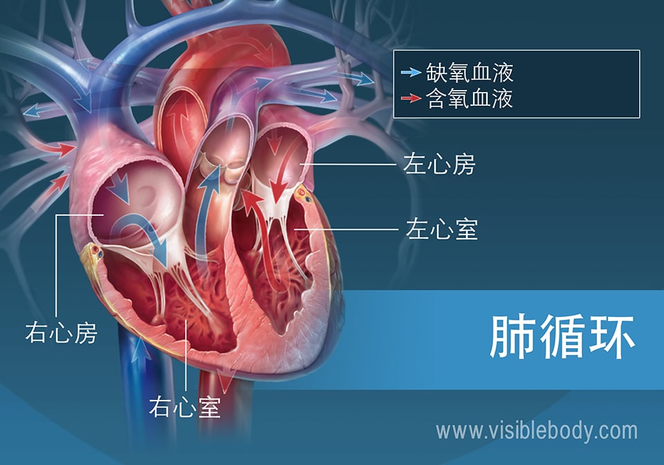 肺循环示意图