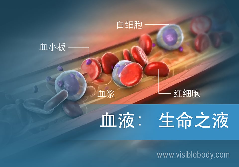 血液组成示意图