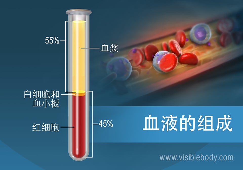 血液组成示意图